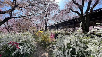 原谷苑 桟敷席 사진 2