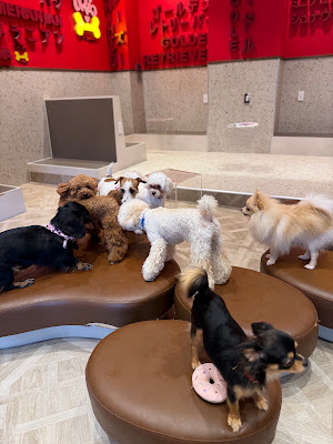 Dog Cafe Rio in KYOTO 사진 4