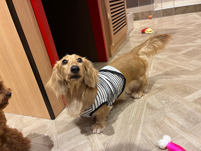 Dog Cafe Rio in KYOTO 사진 3