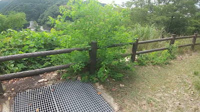 鳳凰湖展望台 사진 2