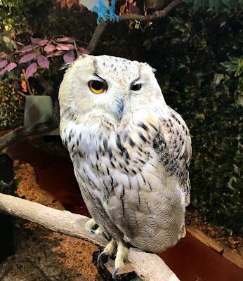 KYOTO OWL'S FOREST 사진 3