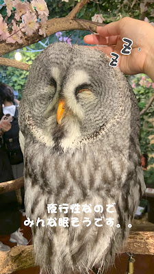 KYOTO OWL'S FOREST 사진 2