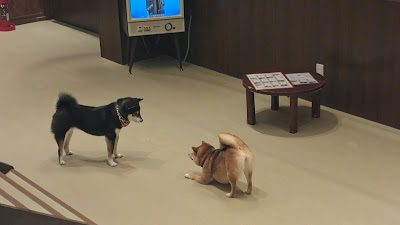 교토 마메시바 카페 사진 2
