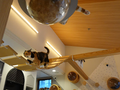 Fluffy's cafe 사진 5