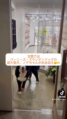 고양이 & 동물 카페 노아의 방주 사진 2