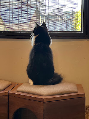 THE CAT RETREAT at UTANEKODO 사진 3