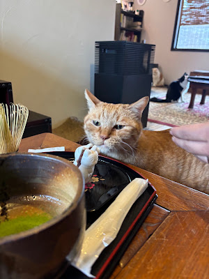 THE CAT RETREAT at UTANEKODO