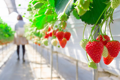 いちご農園 SAEMON FARM 사진 2