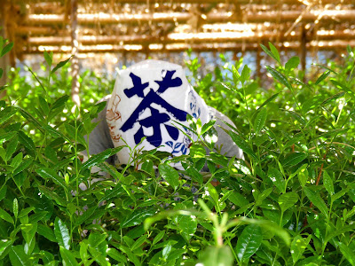 丸利吉田銘茶園 ニンテンドーミュージアム前店 사진 2