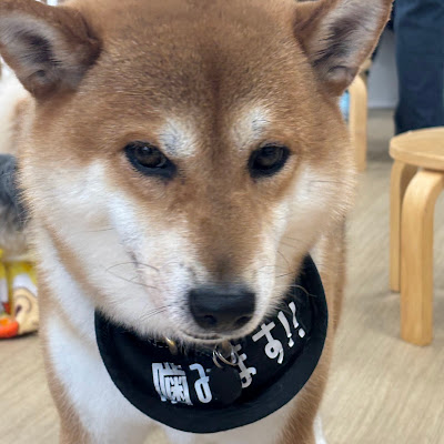 Dogs&Cats Cafe Tsukitotaiyo 사진 3