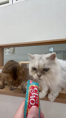Dogs&Cats Cafe Tsukitotaiyo 사진 2