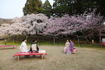 憲深林苑 花見茶席（臨時） 사진 2