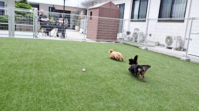 OMACHIDO Dogs＆Cafe 사진 5