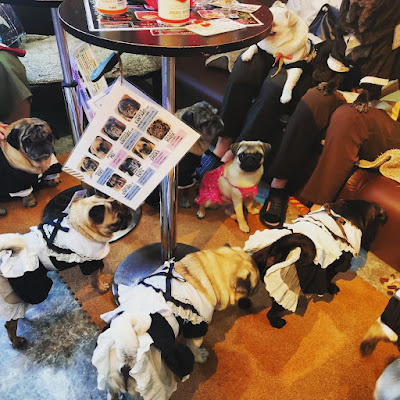 Pug Cafe Living Room Kyoto 사진 3