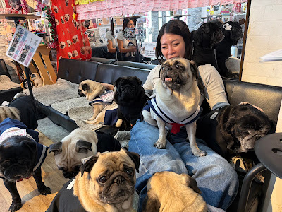 Pug Cafe Living Room Kyoto 사진 5
