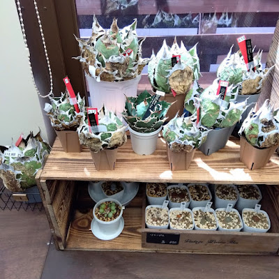 cocoPlants&Green ココプランツ&グリーン 사진 3