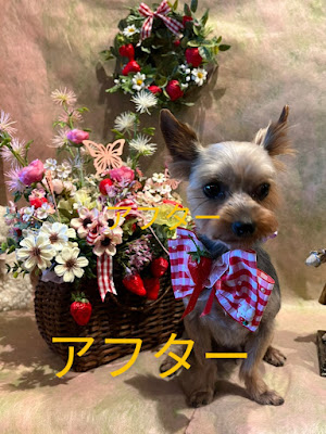 プリンセスファンタジー 사진 3