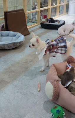 Puppy cocoa 사진 2