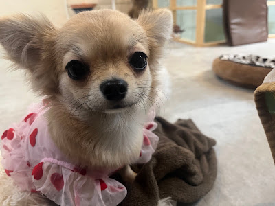 Puppy cocoa 사진 5