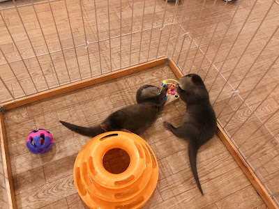 Loutre otter cafe 사진 3