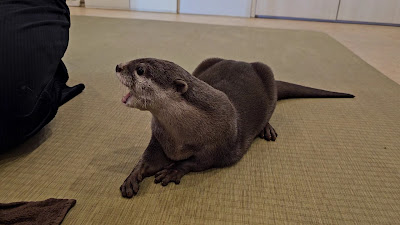 Loutre otter cafe 사진 2