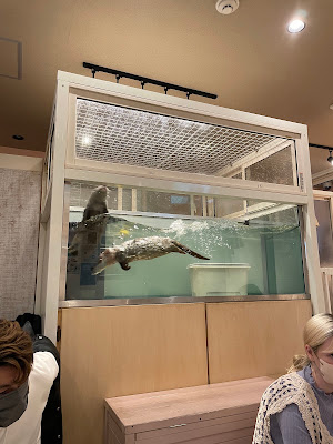 Loutre otter cafe 사진 5