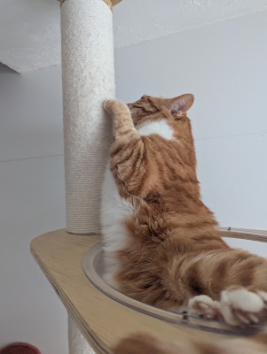 Maneki Machiya Cat Cafe 사진 4