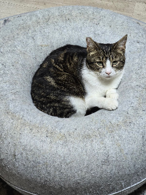 Maneki Machiya Cat Cafe 사진 3