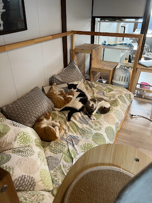 Maneki Machiya Cat Cafe 사진 5