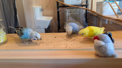 珈琲と本と鳥と 背黄青 사진 4