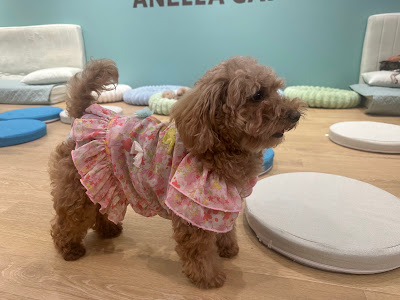 ANELLA CAFE【保護犬ふれあいカフェ】京都烏丸店 사진 3