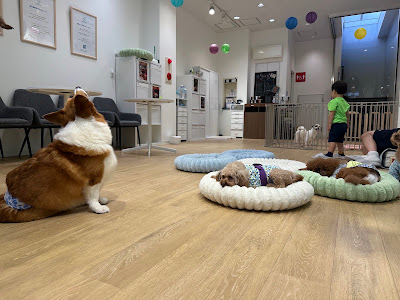 ANELLA CAFE【保護犬ふれあいカフェ】京都烏丸店 사진 5