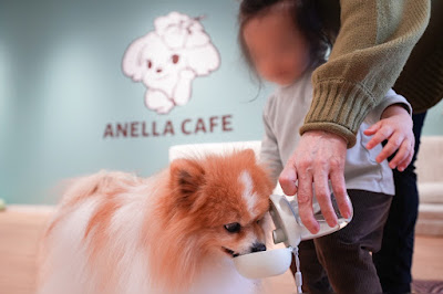 ANELLA CAFE【保護犬ふれあいカフェ】京都烏丸店 사진 2