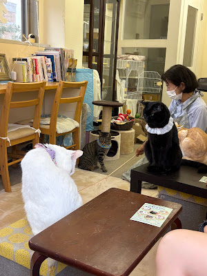Cat's Cafe Gallery Cat's Eye 사진 2