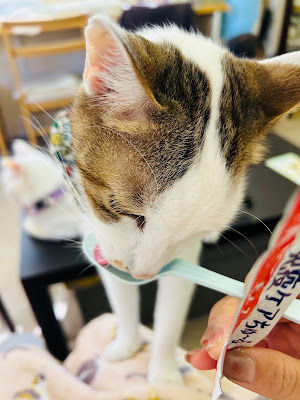 Cat's Cafe Gallery Cat's Eye 사진 5