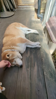 Kinta Dog Cafe 사진 2