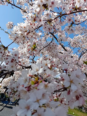 花 咖啡 사진 3