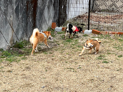 Yamayama Park Dog Run 사진 3