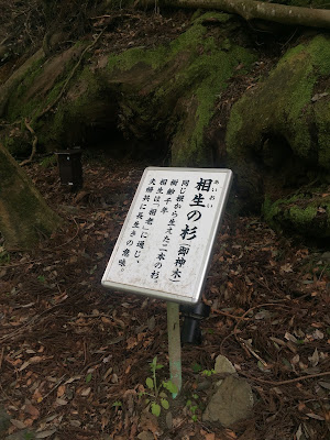 Historical tree 사진 2