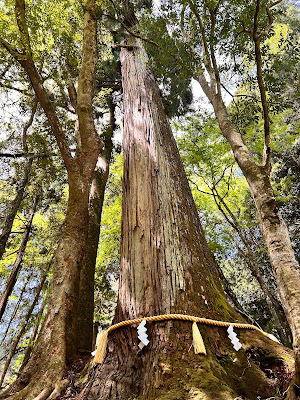 Historical tree
