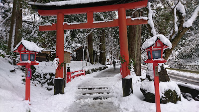Historical tree 사진 3