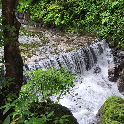 Kojinomori Forest 사진 2