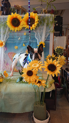 dog cafe K3 사진 3