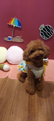 わんこDeli & cafe Rui 사진 4