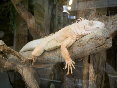 爬虫類カフェ Funny Creatures Forest 嵐山店 사진 4