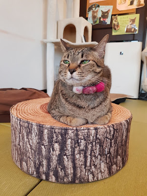 Neko Café TiME 사진 3