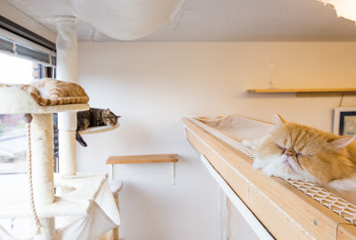 Neko Café TiME 사진 5