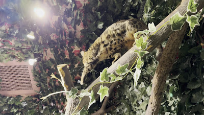 Bengal Cat and Owl Forest 사진 2