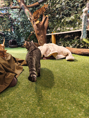Bengal Cat and Owl Forest 사진 4