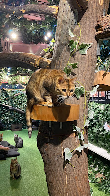 Bengal Cat and Owl Forest 사진 5